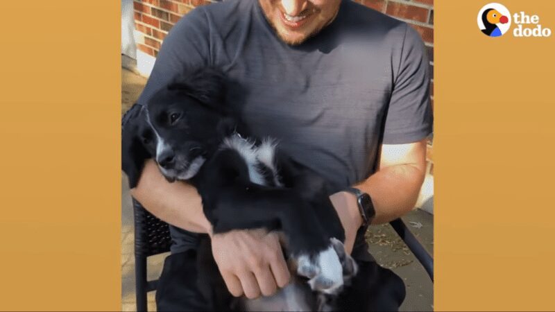 A widow who just lost his dog gets the best St. Bernard surprise A widow who just lost his dog gets the best St. Bernard surprise