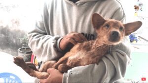 Little dog rescued from drunk man that was going to eat him