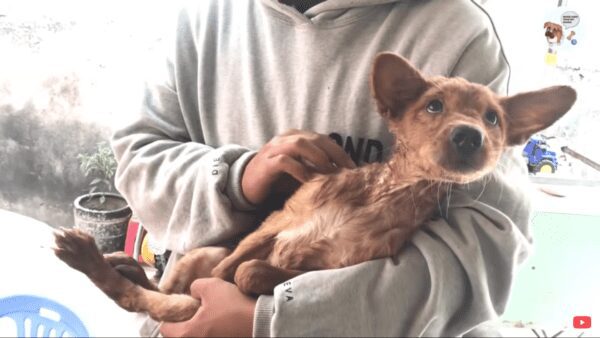 Little dog rescued from drunk man that was going to eat him