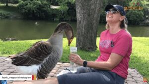 Lonely goose and woman became best friends, then this happened
