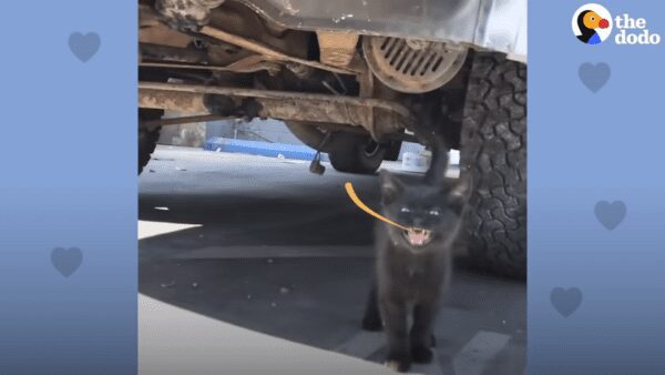 After being rescued from dumpster, skateboarding kitten finds true love - photo licensed by shore news network.