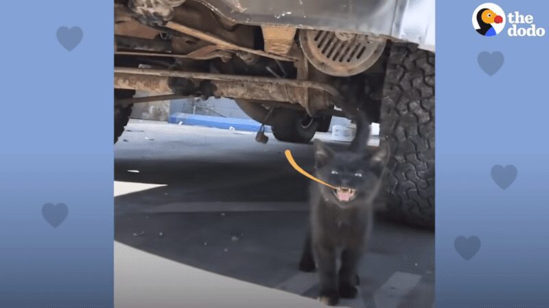 After being rescued from dumpster, skateboarding kitten finds true love