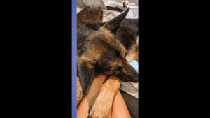 Woman saves paralyzed german shepard from euthanasia, dog surprises everyone