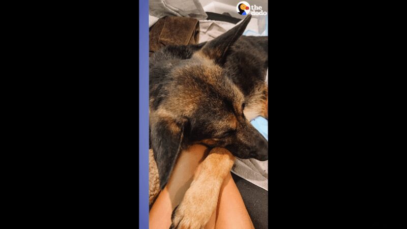 Woman saves paralyzed German Shepard from Euthanasia, dog surprises everyone