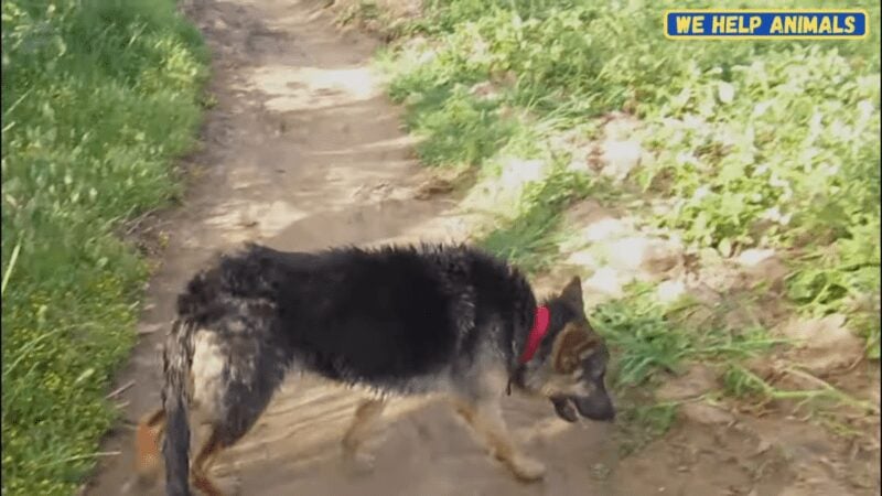German Shepard saved after falling into well German Shepard saved after falling into well