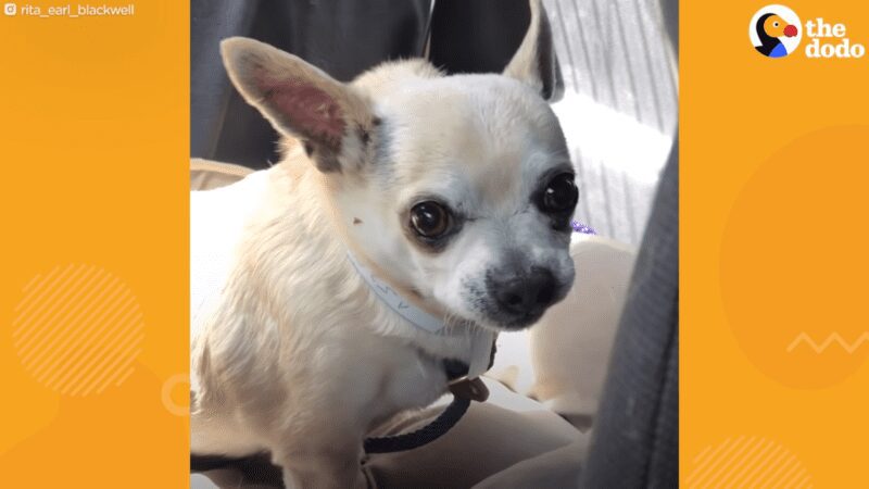 Famous actress fosters little Chihuahua and the sweetest thing happens Famous actress fosters little Chihuahua and the sweetest thing happens
