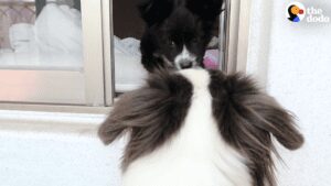 Little dog rescued gets sick, and then a miracle happens