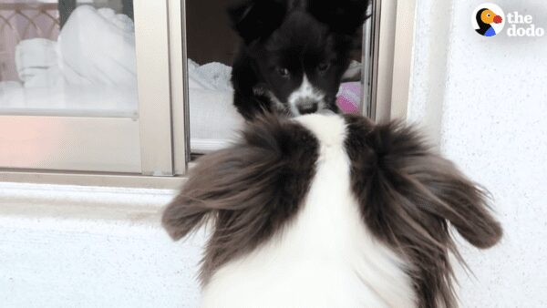 Little dog rescued gets sick, and then a miracle happens