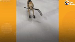 Ice skating dog gets awesome surprise after covid lockdown