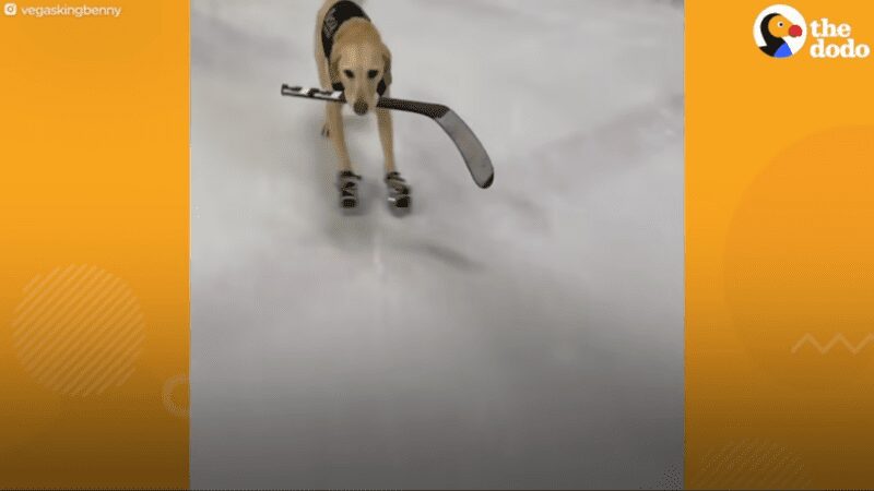 Ice Skating dog gets awesome surprise after covid lockdown