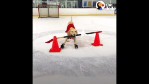 Lab that nobody wanted finds home and learns to ice skate