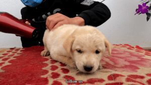 Abandoned puppy rescued from busy street