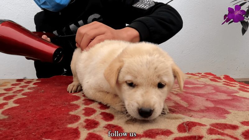 Abandoned puppy rescued from busy street Abandoned puppy rescued from busy street