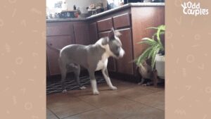 Depressed pittie sad that her little buddy is off to preschool finds new friend