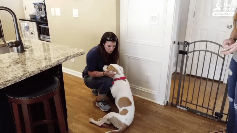 Puppy that was hit by car rescued and blossoms in new home Puppy that was hit by car rescued and blossoms in new home