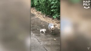 Little yorkie found an abandoned kitten and brought her home