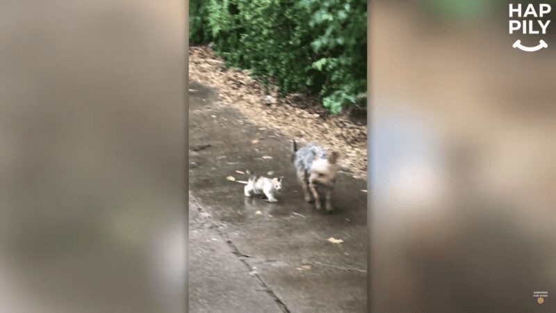 Little Yorkie found an abandoned kitten and brought her home Little Yorkie found an abandoned kitten and brought her home