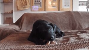 Adorable greyhound puppy sits in shelter for 9 years waiting to be adopted until something amazing happened