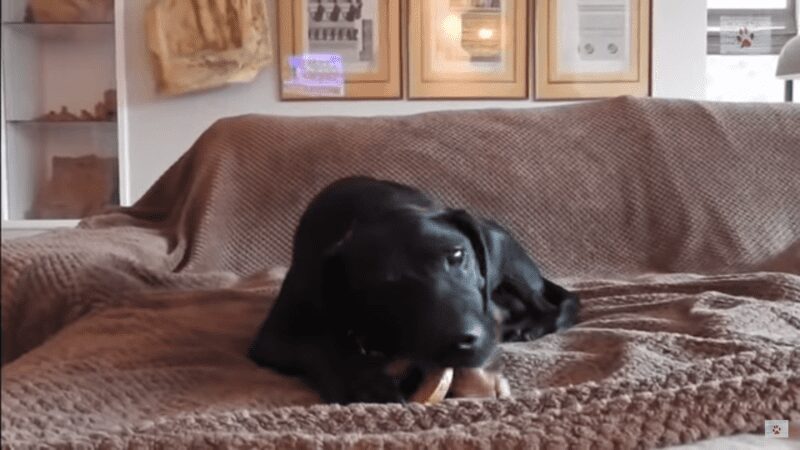 Adorable Greyhound puppy sits in shelter for 9 years waiting to be adopted until something amazing happened Adorable Greyhound puppy sits in shelter for 9 years waiting to be adopted until something amazing happened