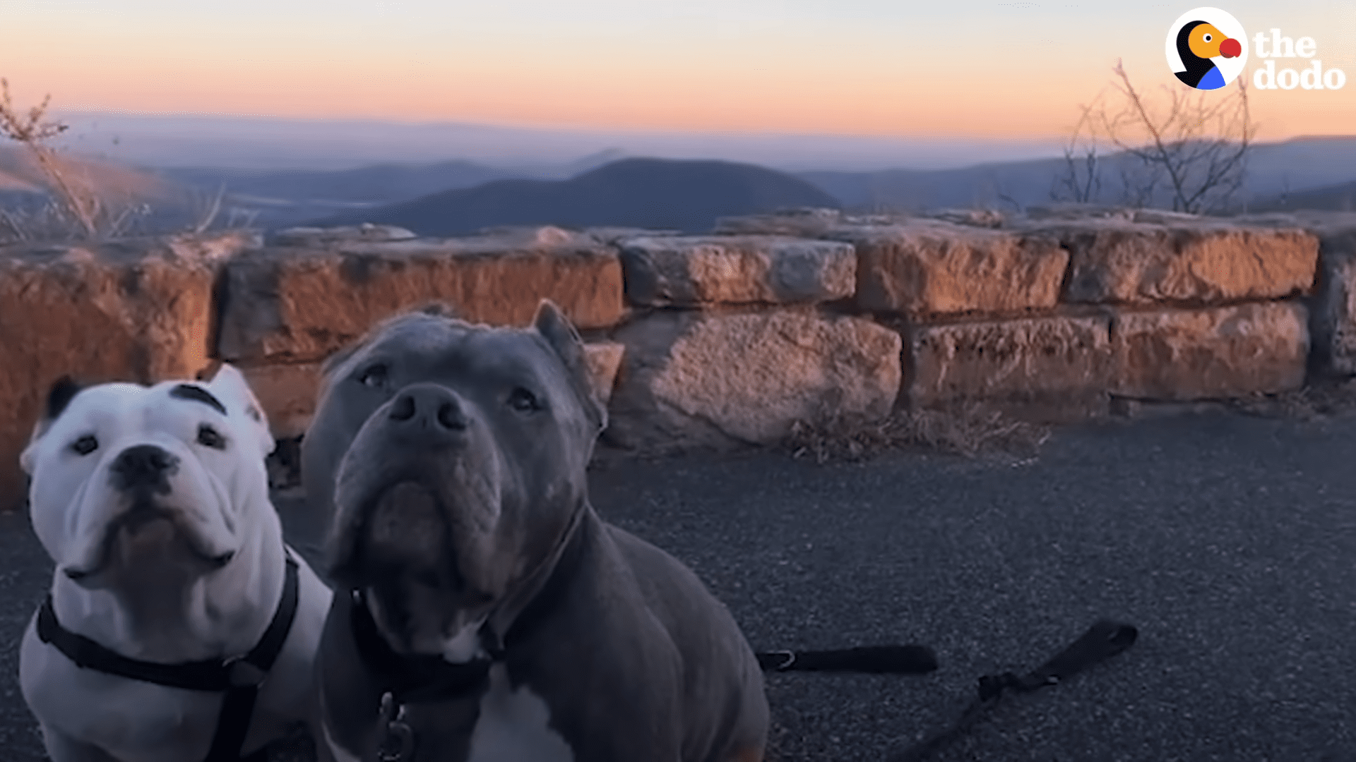 Dogs who fell off cliff with dad find magical new life together after his death Dogs who fell off cliff with dad find magical new life together after his death