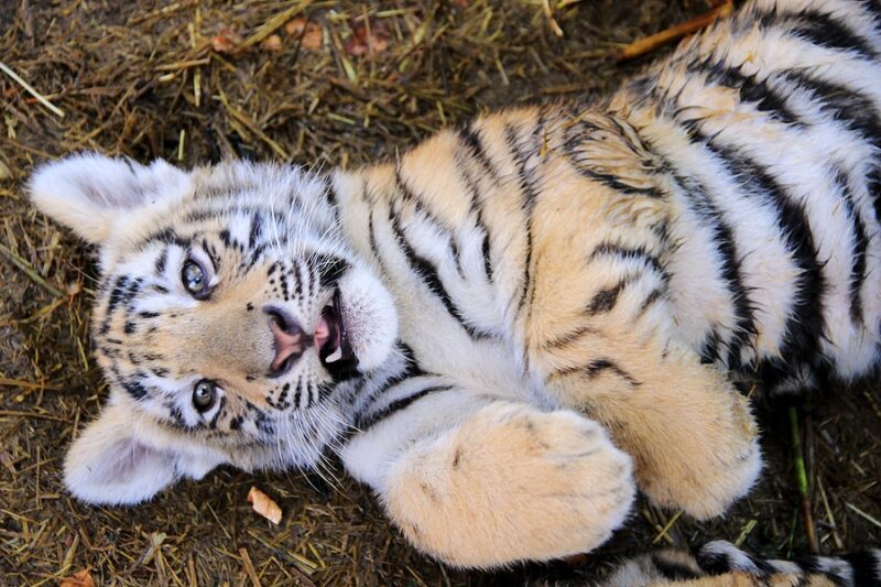 New York Man Pleads Guilty to Trafficking Exotic African Cats