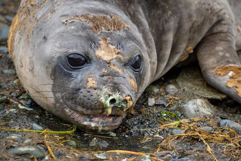 Former santa maria resident sentenced to three months in federal prison for shooting elephant seal to death - photo licensed by shore news network.