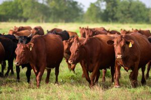 North dakota cattle rustler gets 3 years in prison