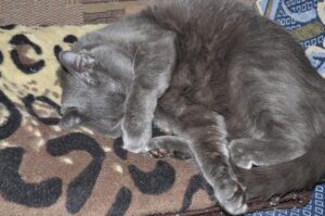 After hissing at him, man finds forever kitten in car rental parking lot