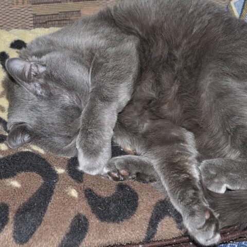 After hissing at him, man finds forever kitten in car rental parking lot - photo licensed by shore news network.