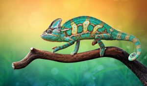 Reptile dealer arrested on lacey act and firearms charges