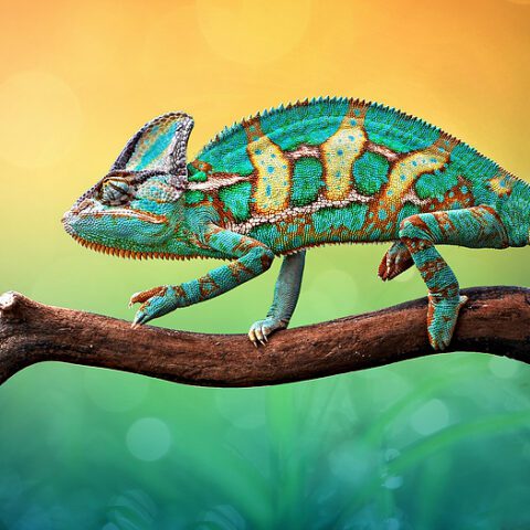 Reptile dealer arrested on lacey act and firearms charges - photo licensed by shore news network.