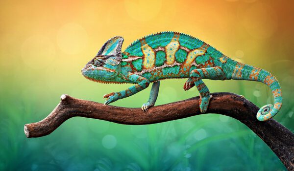 Reptile Dealer Arrested On Lacey Act And Firearms Charges