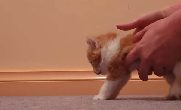 Woman helps paralyzed kitten scheduled to be euthanized walk again