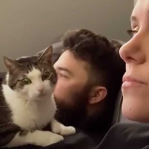 This cat hates his owner's wife and wants her gone - photo licensed by shore news network.