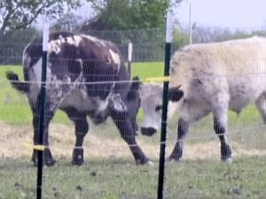 These two cows were supposed to be steak, but now they're best friends at black dog farm and rescue