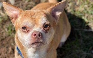 New jersey's demon chihuahua finally adopted after brutally honest adoption post