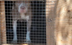 Six dogs rescued from unhealthy conditions after vero beach drug bust