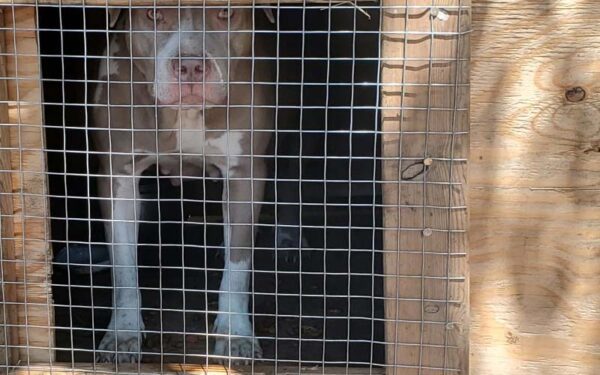 Six dogs rescued from unhealthy conditions after Vero Beach drug bust