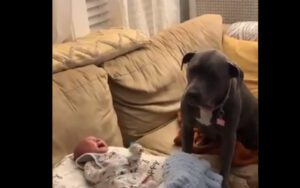This dog cries every time the baby cries