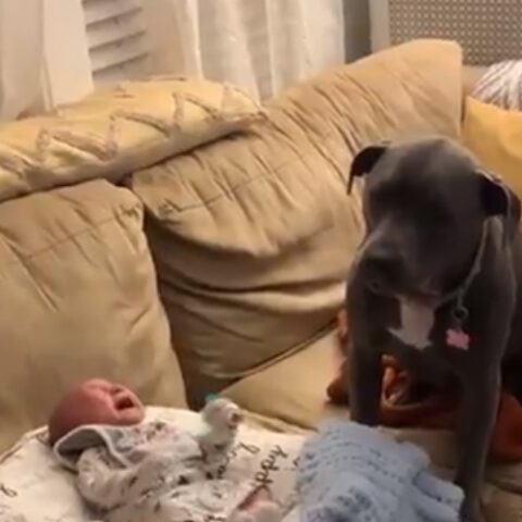 This dog cries every time the baby cries - photo licensed by shore news network.