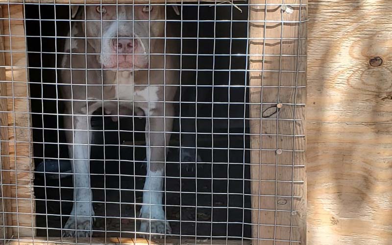 Six dogs rescued from unhealthy conditions after Vero Beach drug bust