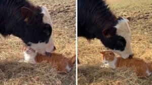 This cat absolutely loves his cow friend This cat absolutely loves his cow friend