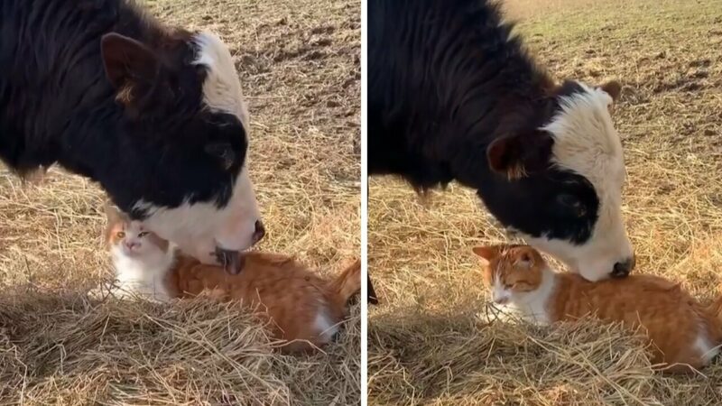 This cat absolutely loves his cow friend