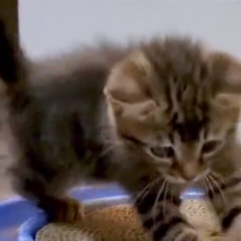 Kittens rescued from the back of a truck have a great first night at rescue shelter - photo licensed by shore news network.