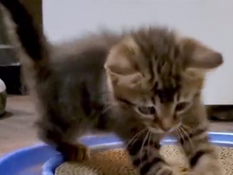 Kittens rescued from the back of a truck have a great first night at rescue shelter