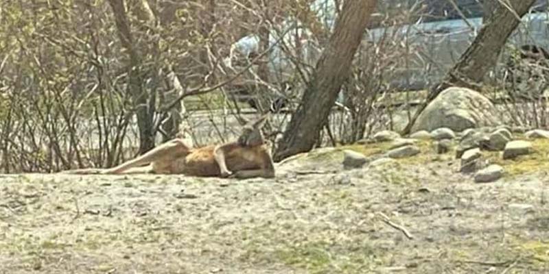 Reddit Post of the Day: This kangaroo was chilling for the ladies at Six Flags Great Adventure