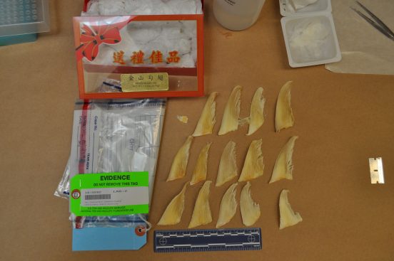 Portland Woman Sentenced for Selling Pangolin Scales Illegally Imported into the U.S.