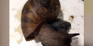 Is that a snail in your pants? Man caught smuggling invasive african snails into nyc