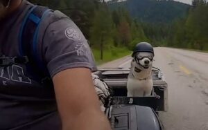 Biker husky traveled across america until he was diagnosed with cancer, then his owner did this