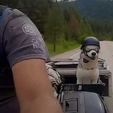 Biker husky traveled across america until he was diagnosed with cancer, then his owner did this - photo licensed by shore news network.